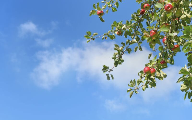 Dlaczego jabłka są najczęściej wybieranym owocem w Polsce